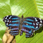 blue butterfly