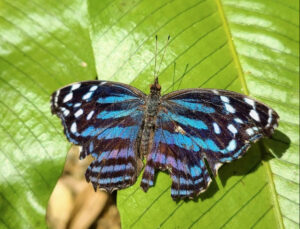 blue butterfly