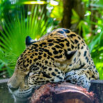 jaguar belize high point travel