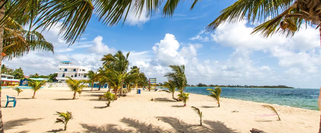 Placencia beach in Belize with a coconut tree and the Caribbean Sea in the distance