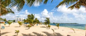 Placencia beach in Belize with a coconut tree and the Caribbean Sea in the distance