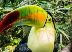 Close-up of a keel-billed toucan in Belize’s Selva Maya rainforest