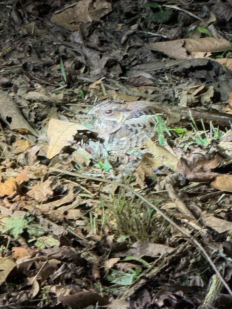Common pauraque