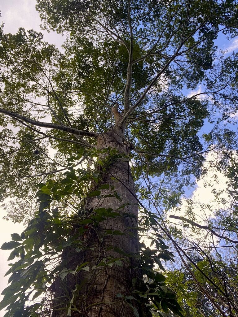 Sapodilla tree