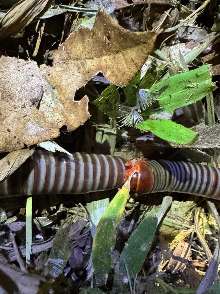 American Giant Millipede