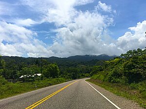 I’ve driven the Hummingbird Highway since it was bumpy and raw. Now parts are flattened — making it harder for wildlife to cross like they used to.