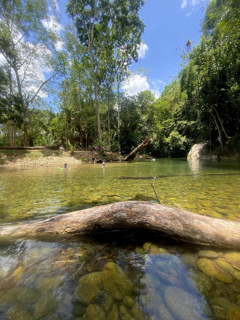 A large green tree overlooking Barton Creek in Belize during June, with children playing and stairs leading down into the calm water.