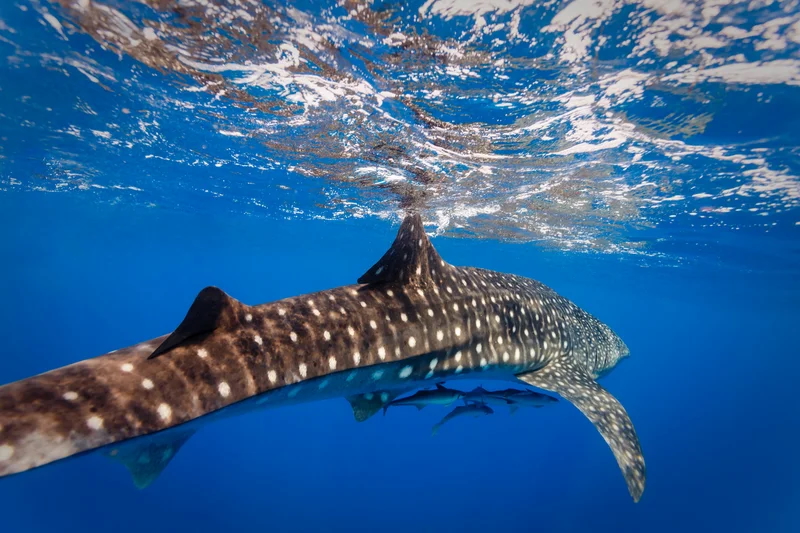 Whale shark swimming in Gladden Spit Marine Reserve, Belize during spring migration