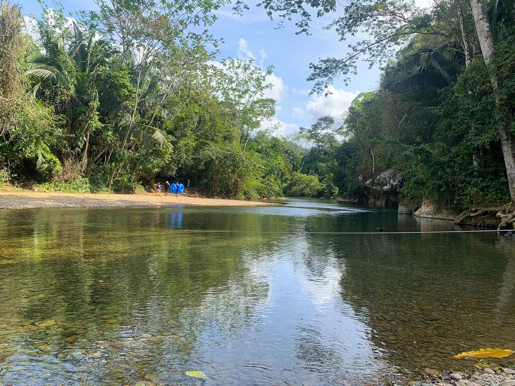 A guide leads tourists across the gentle Cave Branch River in Belize during March, heading toward a jungle trail surrounded by lush vegetation.