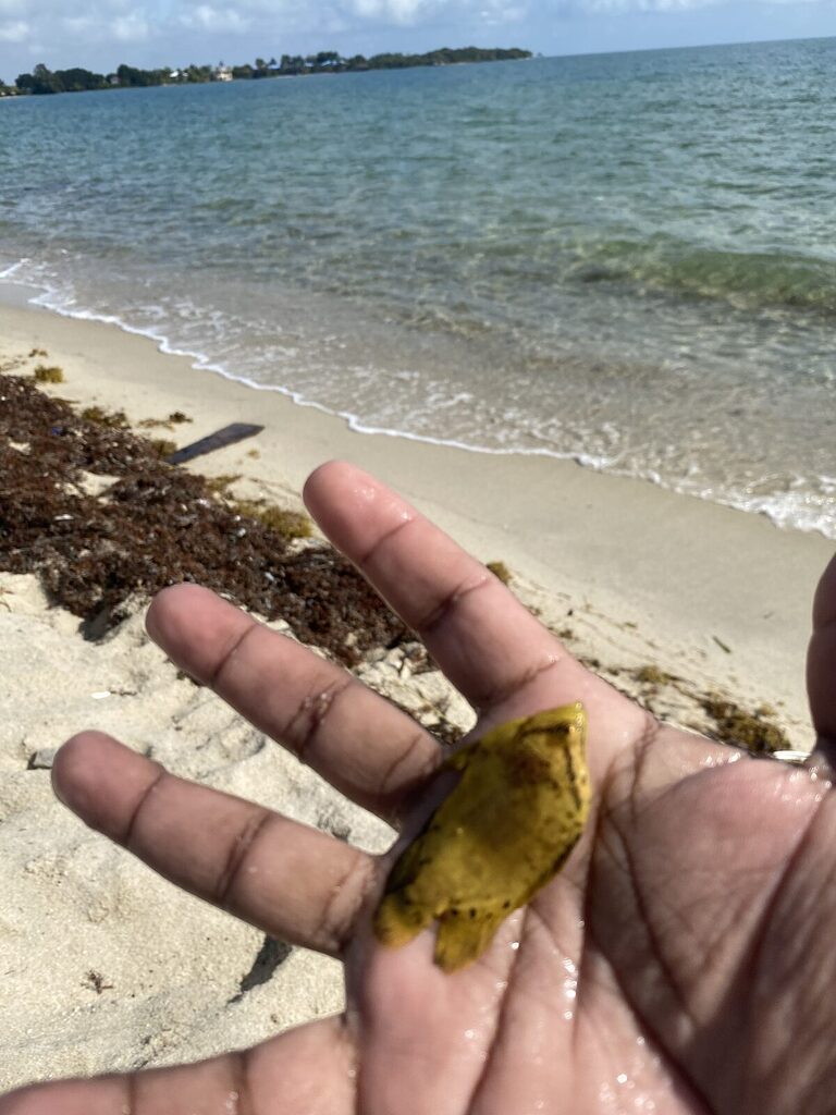 A juvenile fish held gently in Alvin’s hand with the Placencia beach and Caribbean Sea in the background, February.