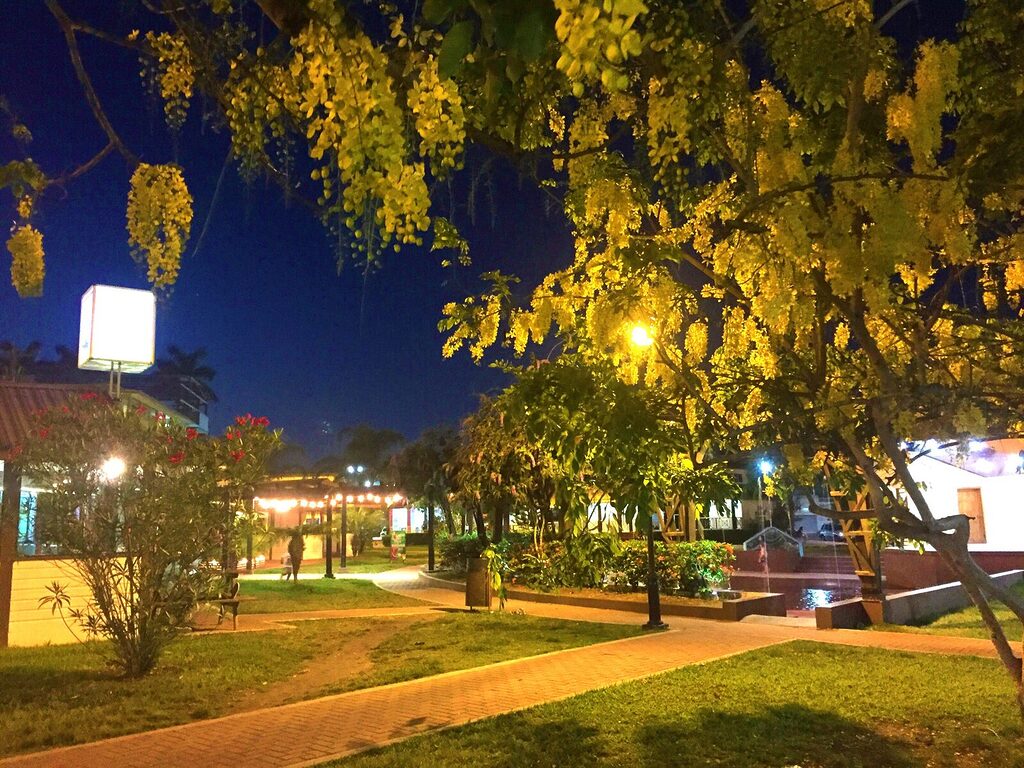A yellow flamboyant tree in full bloom at night in San Ignacio’s Welcome Center, softly illuminated by a matching yellow streetlight in October.