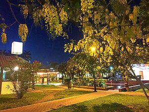 A yellow flamboyant tree in full bloom at night in San Ignacio’s Welcome Center, softly illuminated by a matching yellow streetlight in October.