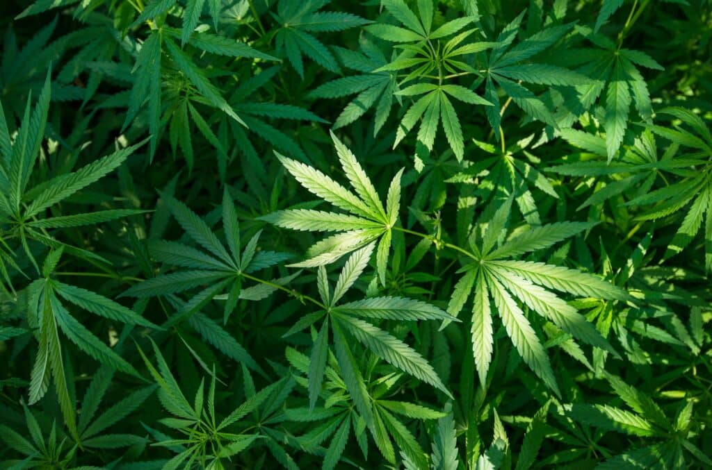 Marijuana leaves illustrating Belize’s 2017 decriminalization on private premises.