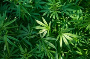Marijuana leaves illustrating Belize’s 2017 decriminalization on private premises.