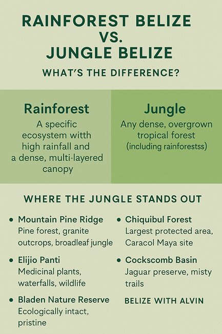 the Difference Between Jungle and Rainforest in belize